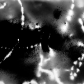 André Cornellier : Approcher les lucioles et la lumière lunaire